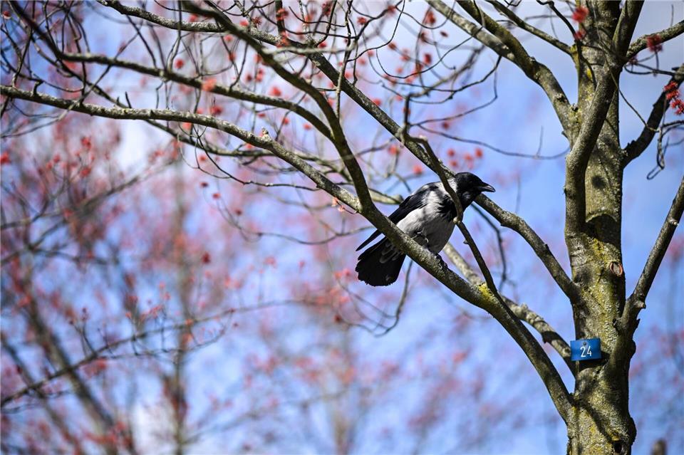 Viele Vögel sind aus ihren Winterquartieren zurückgekehrt. (Archivbild)Britta Pedersen/dpa