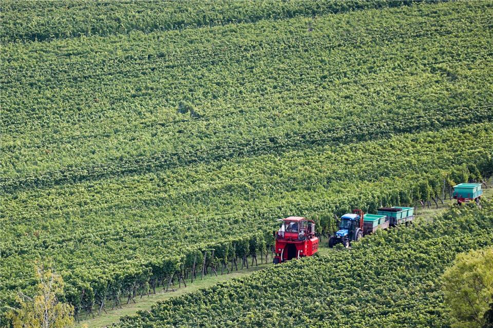 Viele Winzer arbeiten viel - Weinberg am Kappelberg in Württemberg. (Symbolbild)Christoph Schmidt/dpa