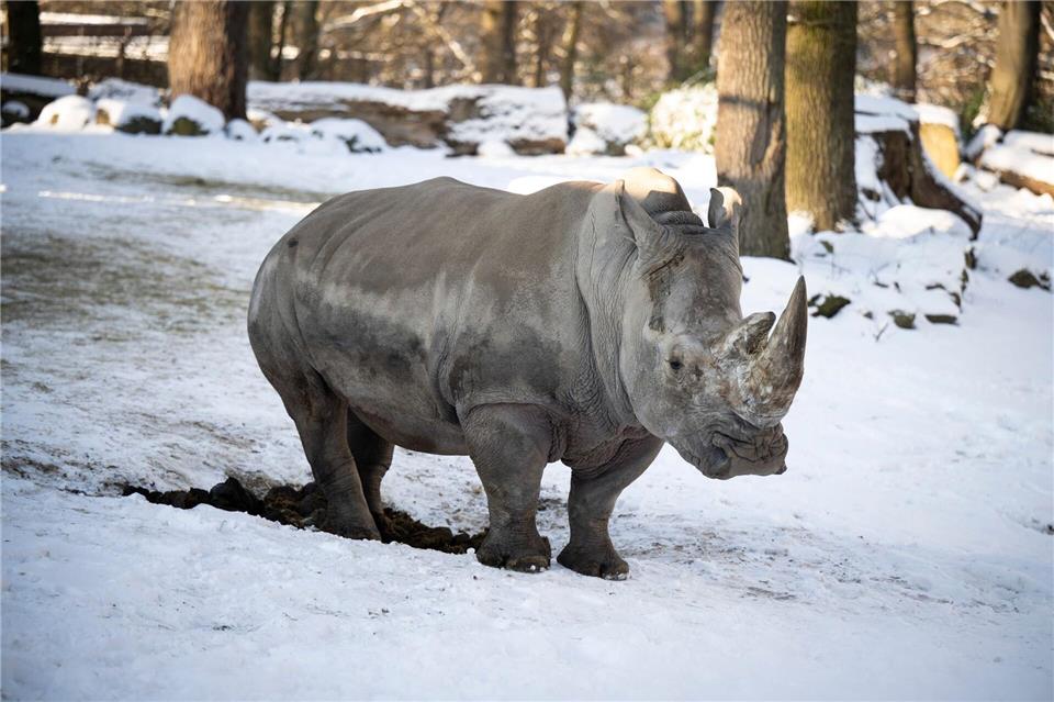 Viele Zootiere trotzen der Kälte und wagen sich bei Minusgraden und Schnee heraus.Philip Dulian/dpa