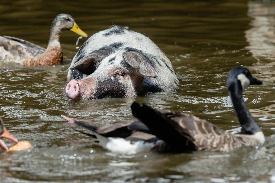 Viele alte Nutztierrassen sind selten geworden. (Archivbild)Markus Scholz/dpa