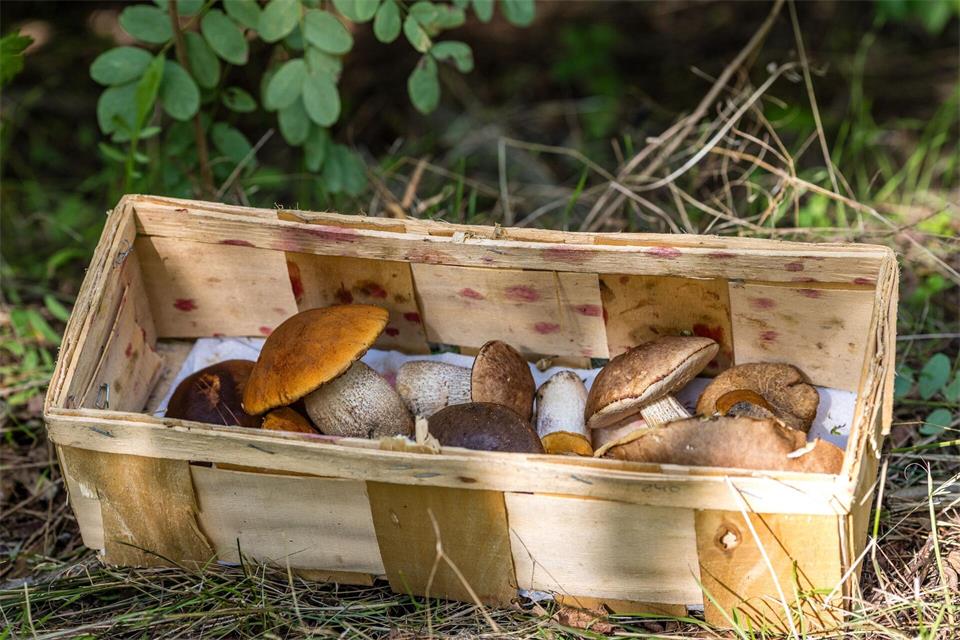 Viele bekannte Waldpilze leben in Symbiose mit Bäumen. (Archivbild)Frank Hammerschmidt/dpa
