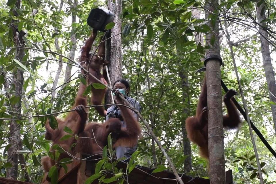 Viele gerettete Orang-Utans müssen erst einmal lernen, wie man auf Bäume klettert. -/Bos Foundation/dpa