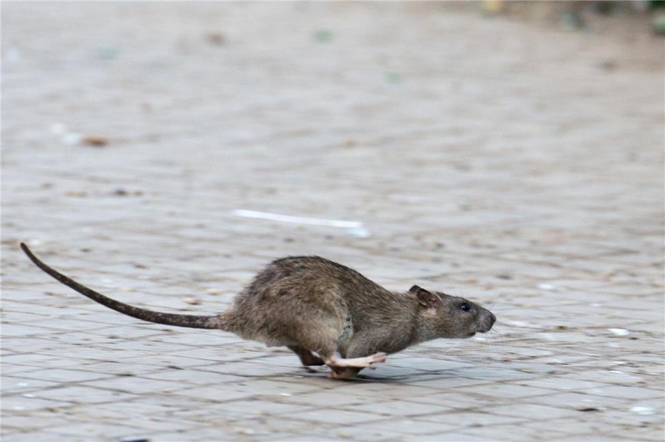 Viele tausend Meldungen zu Ratten gehen jedes Jahr bei den Berliner Bezirken ein. (Archivbild)Bernd von Jutrczenka/dpa/dpa-tmn