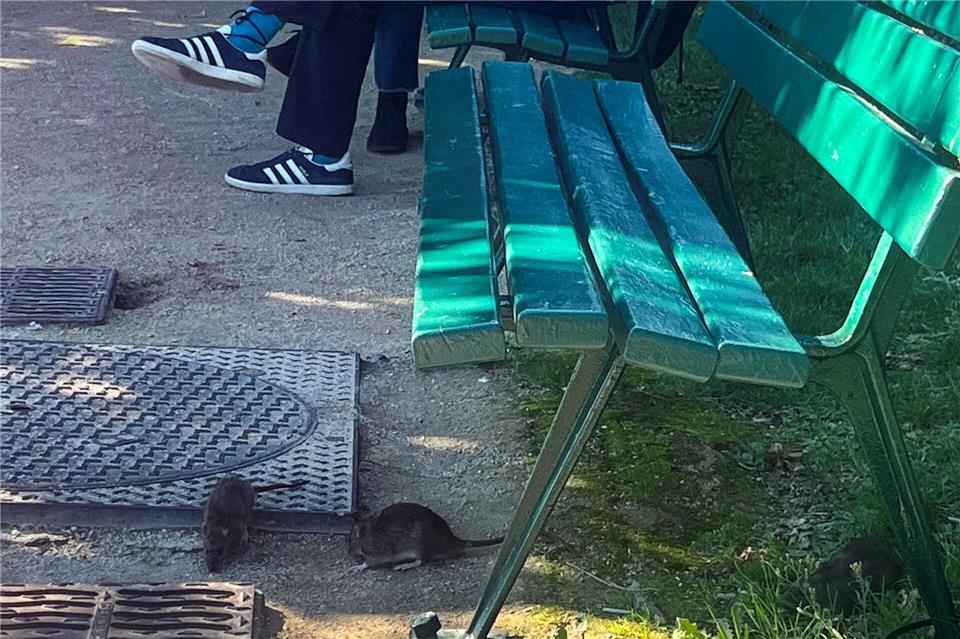 Vielerorts in Paris gehören Ratten praktisch zum Stadtbild. Nilufar Evers/dpa