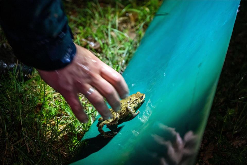 Vielerorts wurden bereits wieder Schutzzäune aufgestellt. Darauf sollten sich Autofahrer aber nicht verlassen. (Archivbild)Pia Bayer/dpa