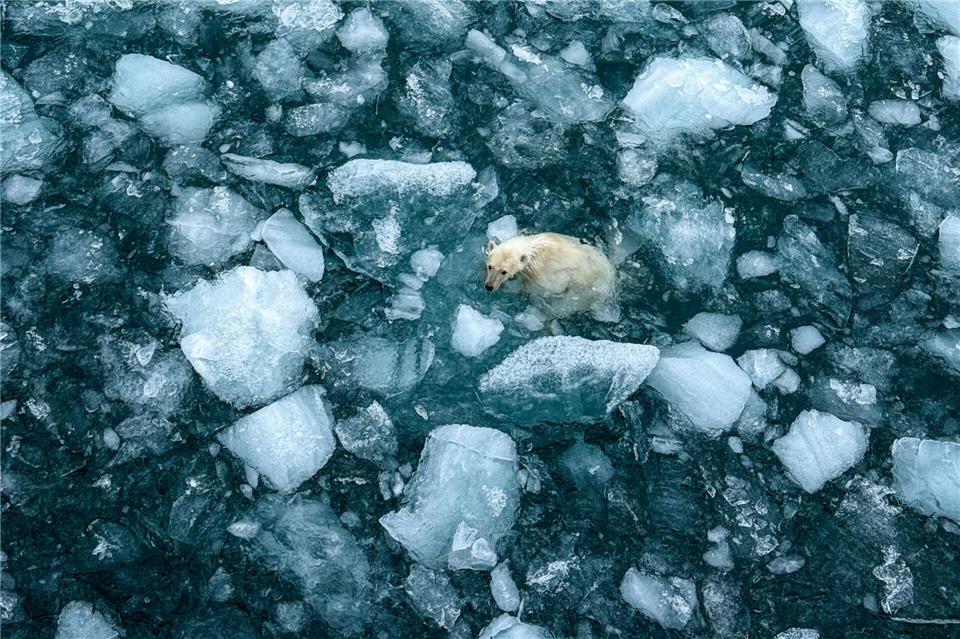 Vielleicht auf der Suche nach Walresten? Ein Eisbär schwimmt nahe dem Schiff zwischen Eisschollen durchs Meer.Verena Wolff/dpa-tmn