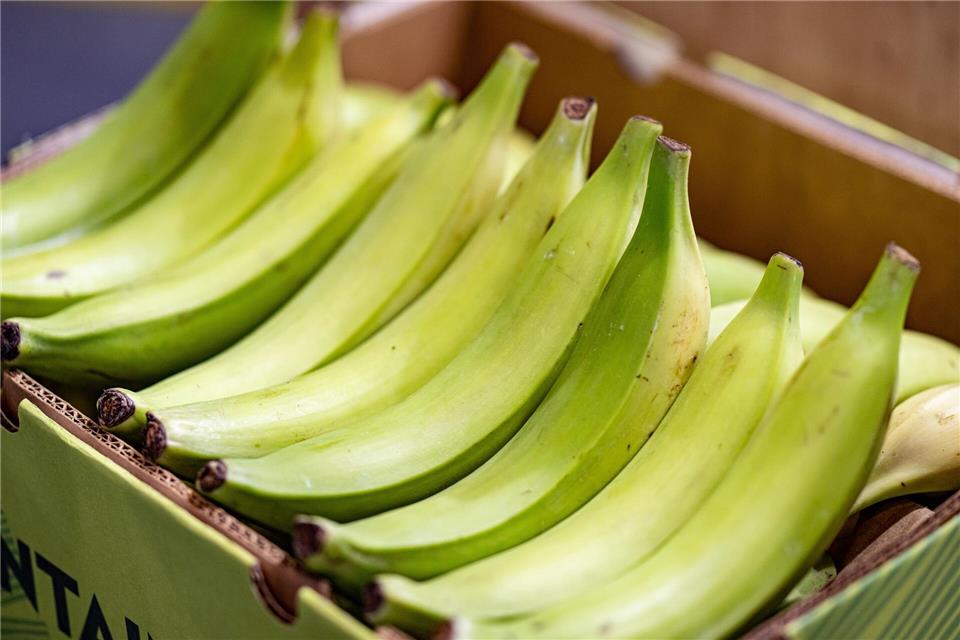 Vielseitige Zutat: Kochbananen sind ein Grundnahrungsmittel in tropischen Regionen und werden ähnlich wie Kartoffeln zubereitet.picture alliance/dpa