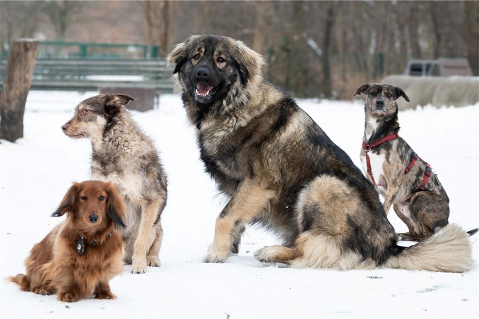 Vier Hunde sitzen auf einem verschneiten Hundespielplatz.