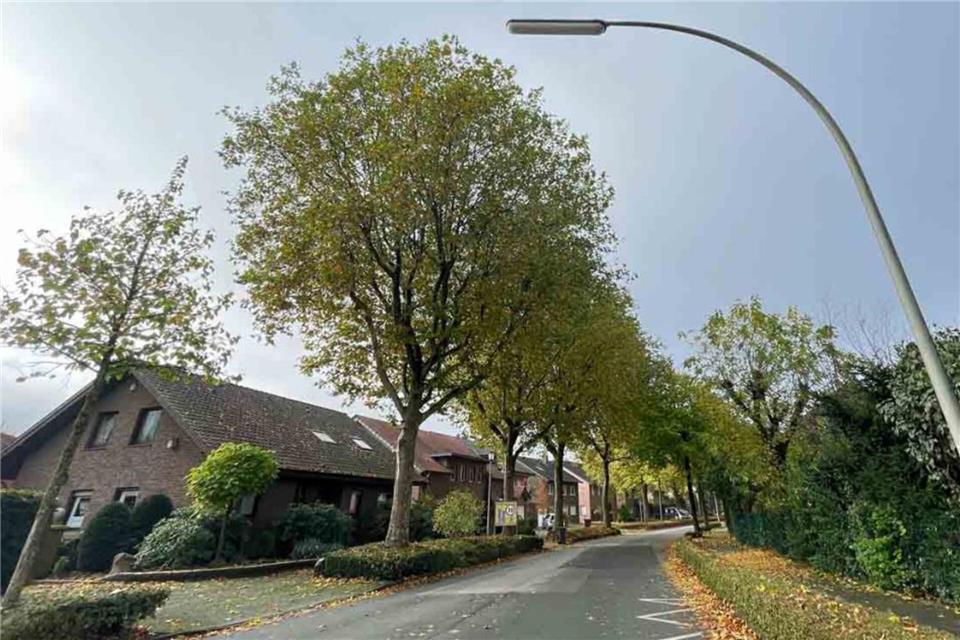 Vier Platanen am östlichen Ende des Südrings werden erneut zurückgeschnitten.