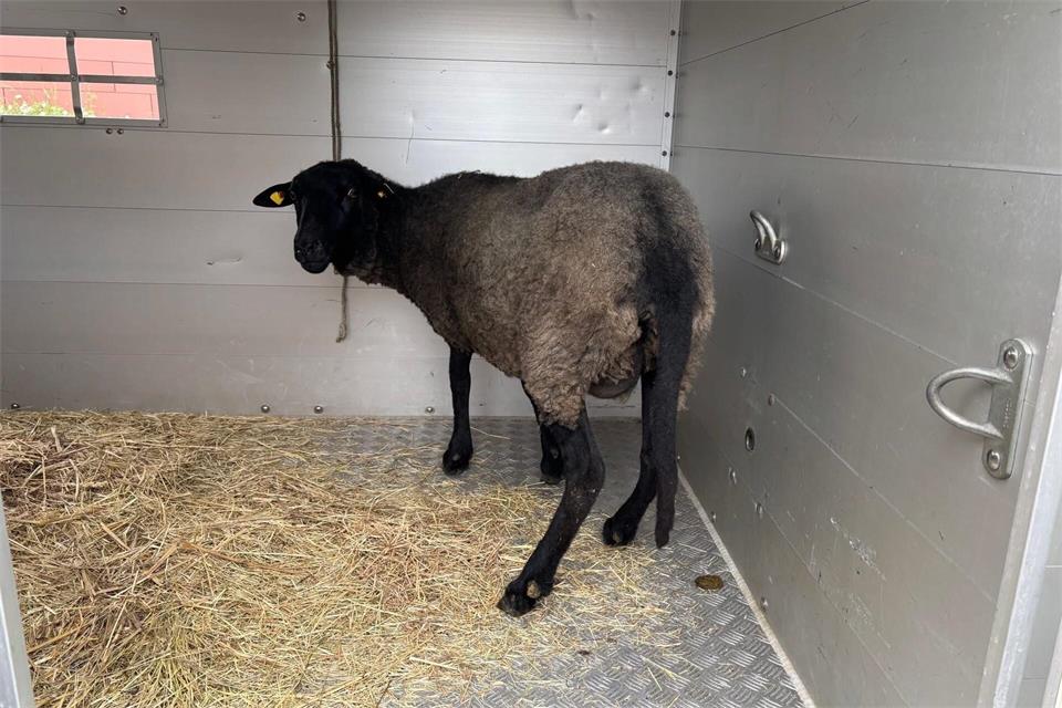 Vier Schafe überlebten den Transport und wurden in ein Tierheim gebracht. (Symbolbild)Polizei Berlin/dpa