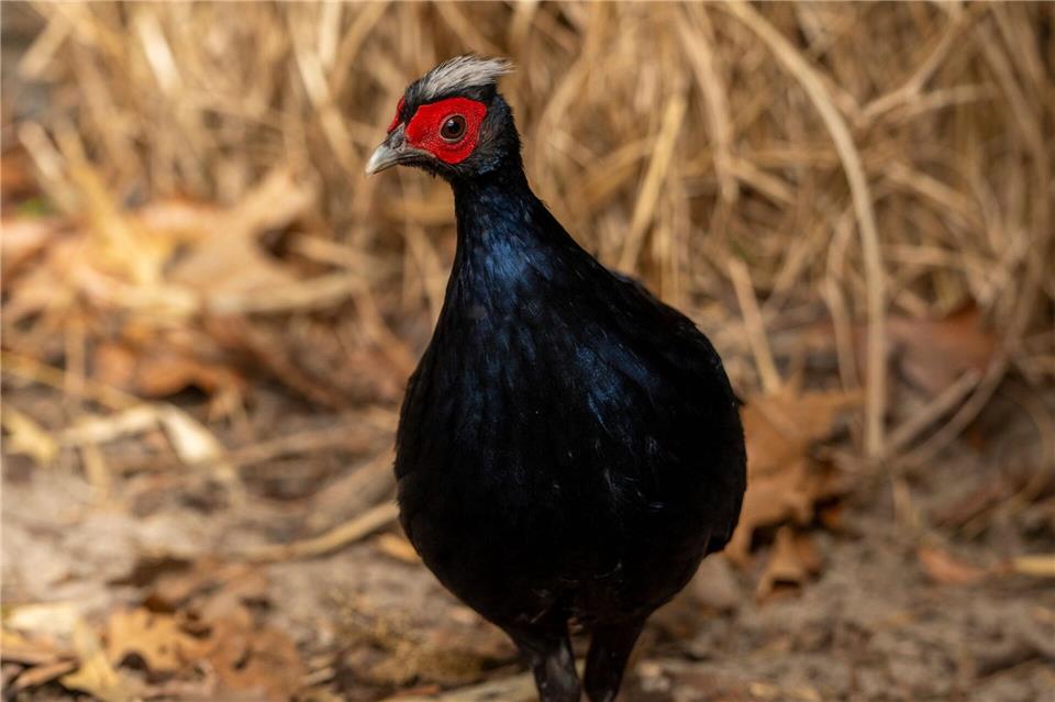 Vietnamesische Fasane gehören zu den seltensten Vogelarten der Welt.Jon A. Juarez/Tierpark Berlin/dpa
