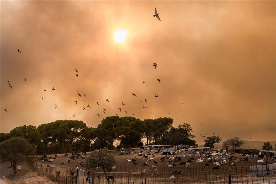 Vögel fliegen durch dichte Rauchwolken über eine Ziegenherde während eines Waldbrandes bei Madrid in Spanien.Carlos Luján/EUROPA PRESS/dpa