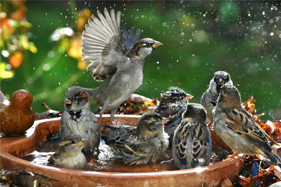 Vögel freuen sich über eine Abkühlung. (Symbolbild)Waltraud Grubitzsch/dpa