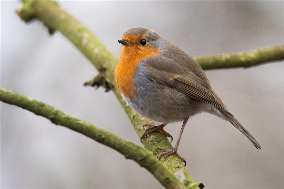 Vögel wie das Rotkehlchen plustern ihr Gefieder auf, um sich vor Kälte zu schützen.picture alliance/dpa