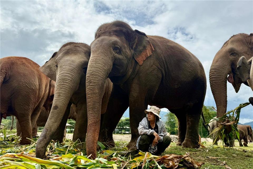 Völlig ohne Angst sitzt Lek oft unter den tonnenschweren Körpern ihrer Schützlinge.Carola Frentzen/dpa