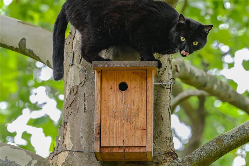 Vogelgrippe: Was Haustierbesitzer jetzt beachten sollten Vogelgrippe: Besonders Freigänger-Katzen in betroffenen Gebieten sind gefährdet, da sie am ehesten mit infizierten Vögeln in Kontakt kommen.picture alliance/dpa