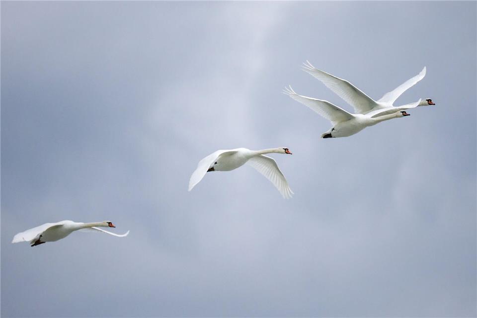 Vogelgrippe in Frankreich mit Auswirkungen auf den Südwesten. (Symbolbild)Thomas Warnack/dpa