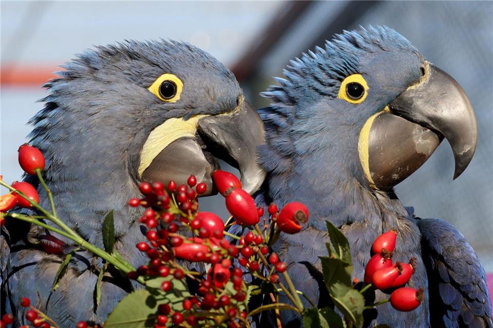 Vogelpark Marlow freut sich über Ara-NachwuchsBernd Wüstneck/dpa