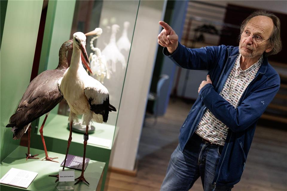 Vogelschützer Alfons Rolf Bense vom regionalen Aktionskomitee Weißstörche. (Archivbild)David Ebener/dpa