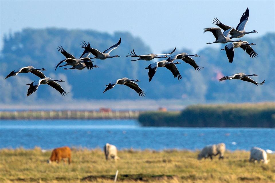 Vogelschützer hoffen auf ein ungetrübtes Naturschauspiel in diesem Jahr. (Archivbild)picture alliance/dpa