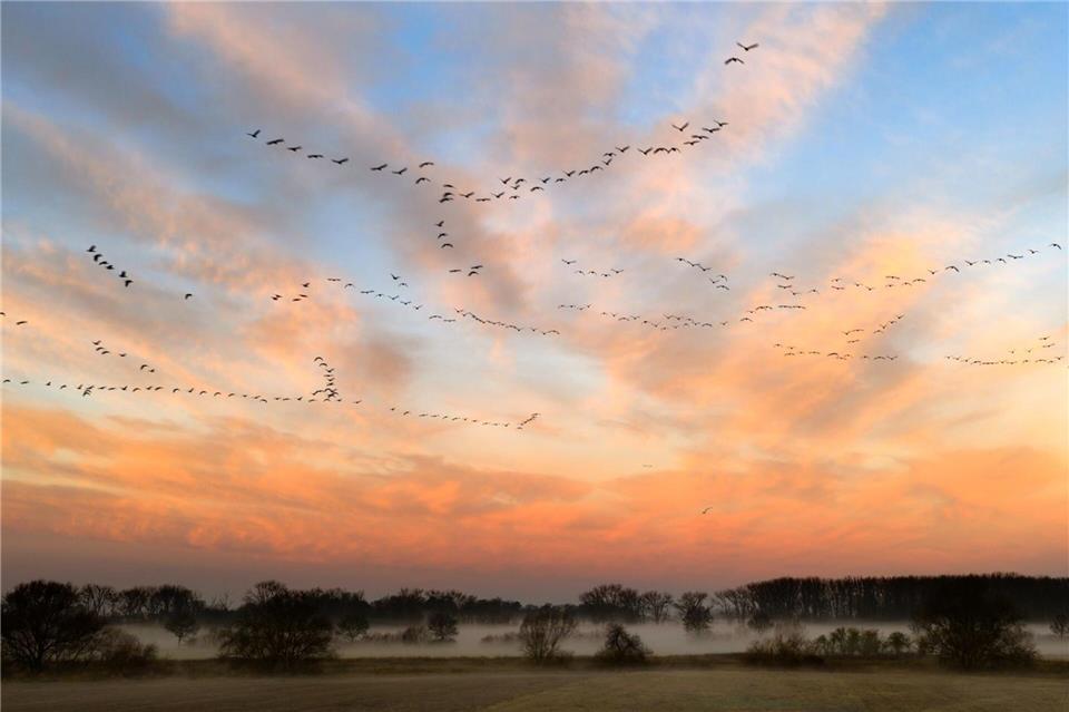 Vogelschwärme fliegen vor dem vom Sonnenaufgang gefärbten Morgenhimmel in der Leinemasch in der Region Hannover.Julian Stratenschulte/dpa