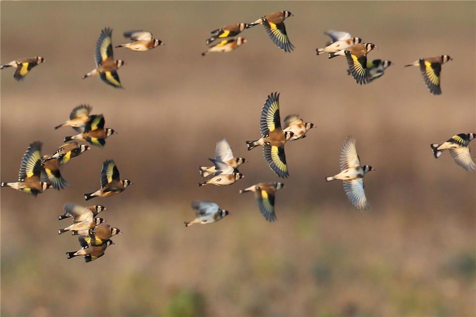 Vogelstimmen wie die von Stieglitzen hier auf dem Bild und andere Tierlaute können mit einer App auf dem Handy jetzt auch ohne Internetverbindung identifiziert werden. (Archvibild) Sebastian Willnow/dpa-Zentralbild/ZB
