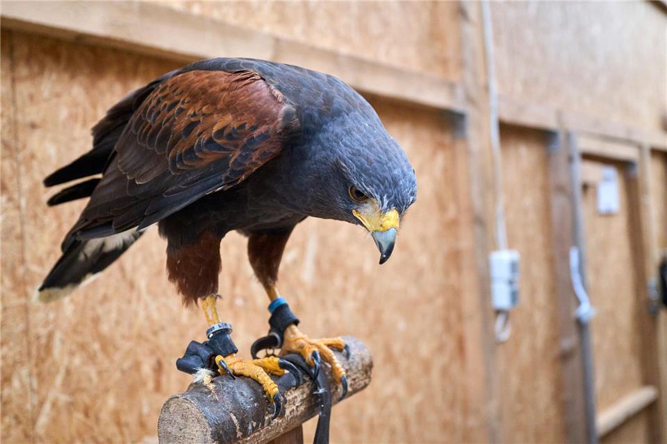 Volieren zu und Hoffen - Vogelhalter in Sorge um ihre Tiere  Volieren gut abdichten - das ist eine Taktik gegen das Vogelgrippevirus. Sascha Ditscher/dpa