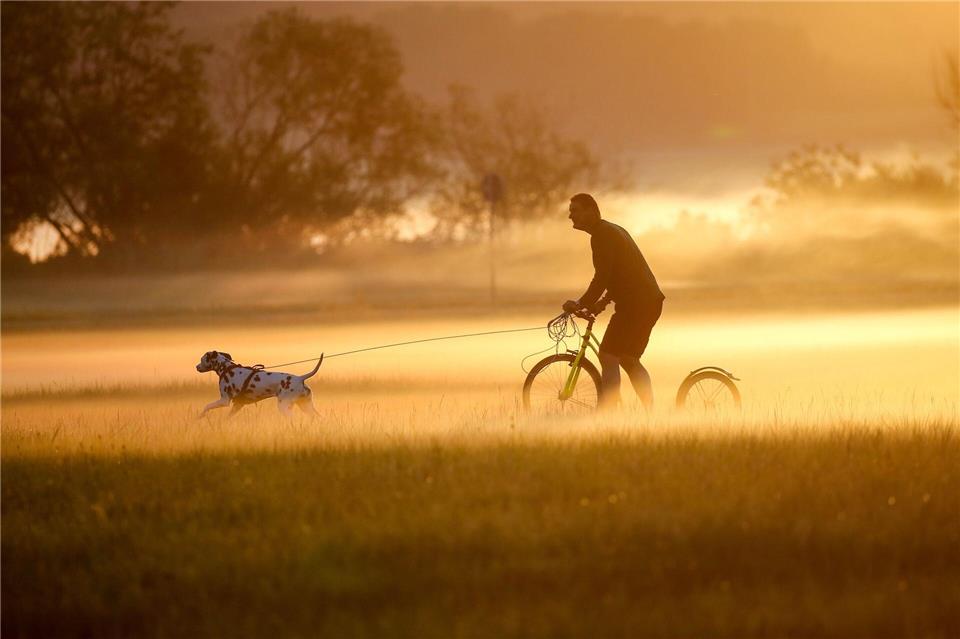 Volle Fahrt voraus: Auf dem Dogscooter zieht der Hund Herrchen oder Frauchen mit voller Power.Thomas Warnack/dpa/dpa-tmn