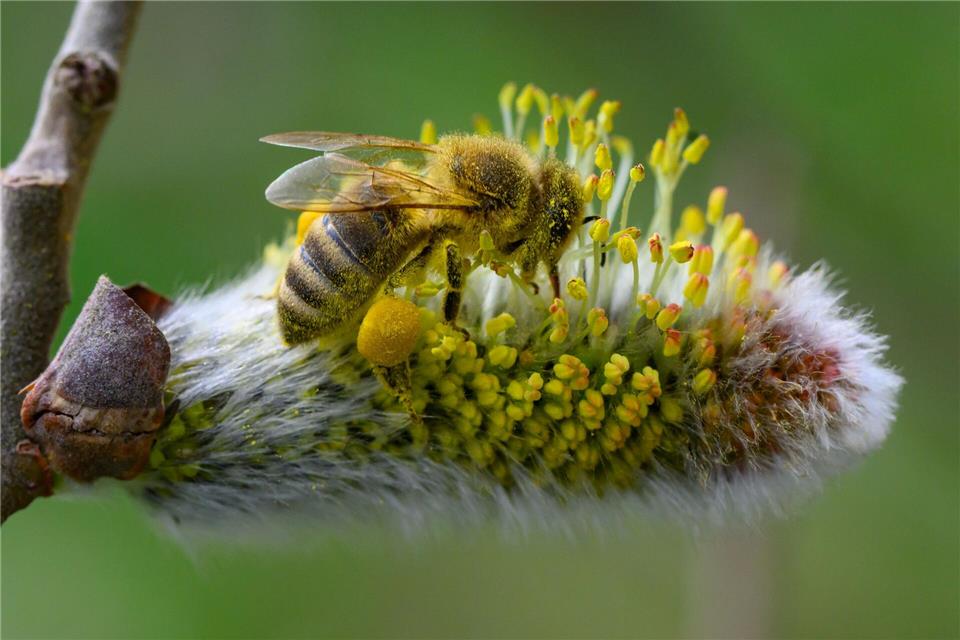 Vollgepackt mit Pollen und Blütenstaub: Weidenkätzchen sind nach dem langen Winter eine der ersten und oft wenigen Nahrungsquellen für viele Insekten. Patrick Pleul/dpa