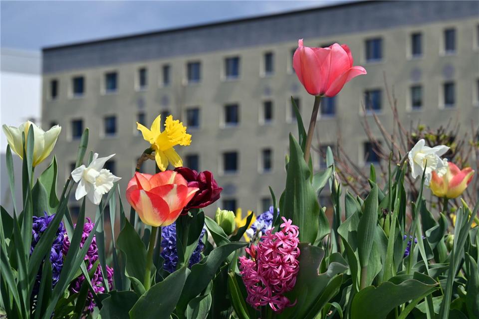 Vom 23. April bis zum 11. Oktober ist die Landesgartenschau in Leinefelde-Worbis im Eichsfeld geöffnet.Martin Schutt/dpa