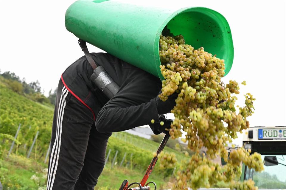 Von Baden bis zum Rheingau ist die Weinlese schon beendet.Arne Dedert/dpa