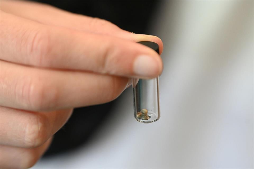 Von Behörden beschlagnahmte Süßigkeiten enthielten Tetrahydrocannabinol (THC), einen Cannabis-Wirkstoff mit berauschender Wirkung. (Symbolbild)Michael Brandt/dpa