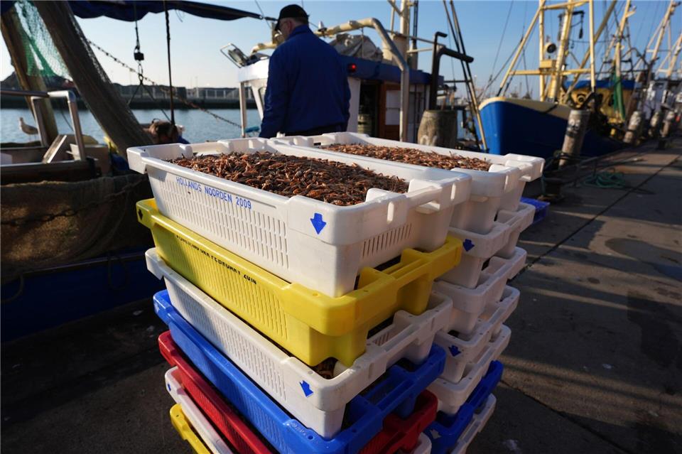 Krabbenfischer nach guten Fängen erleichtert Von Büsum aus gehen die Krabben in die Niederlande. Gepult wird in Marokko.Marcus Brandt/dpa