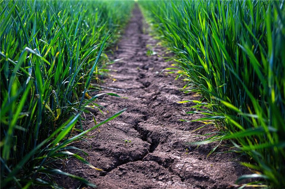Von Dürre betroffene Flächen nehmen deutlich zu (Archivbild).Sina Schuldt/dpa