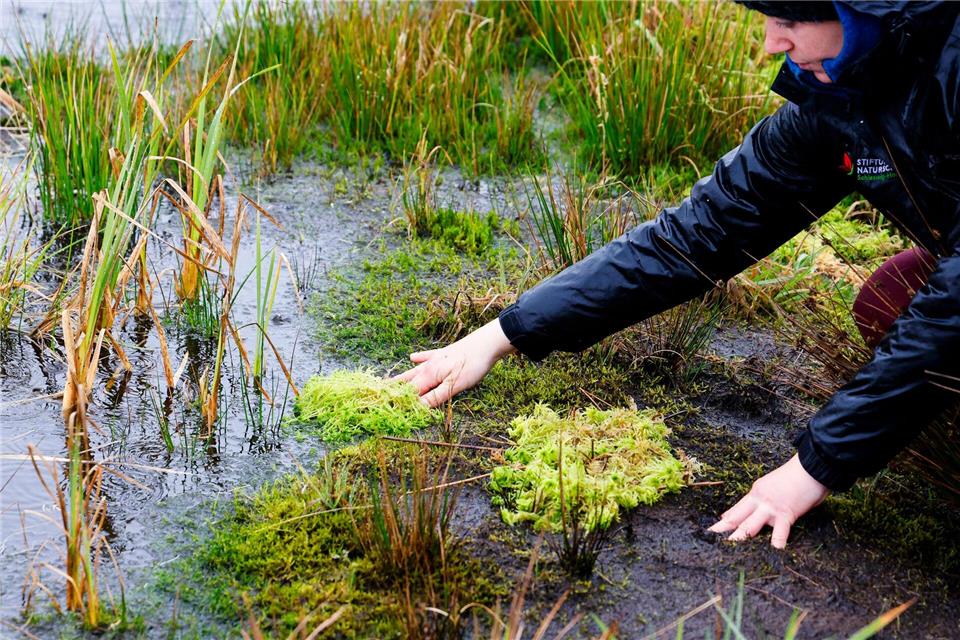 Von Hand ins wiedervernässte Moor eingebrachte Torfmoose sollen das Moorwachstum beschleunigen.Frank Molter/dpa