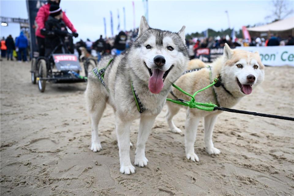Von Huskys gezogen rasen am Wochenende wieder Prominente über den Strand von Usedom. (Archivbild)Philip Dulian/dpa