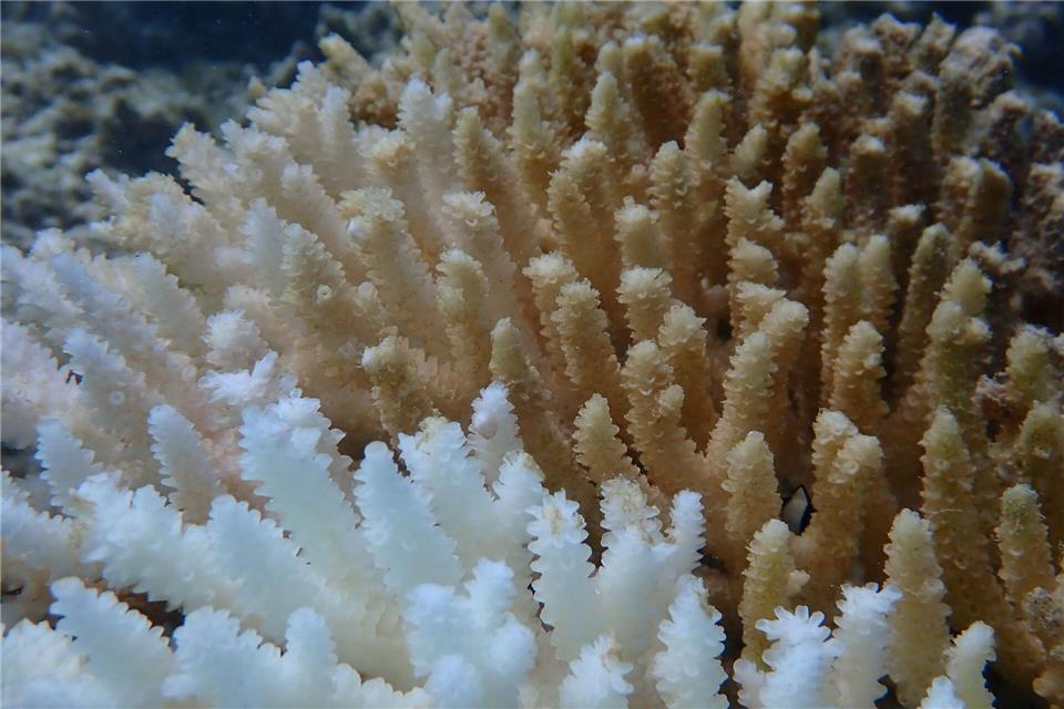 Von Kimberley bis Ningaloo: Von der Bleiche betroffen ist ein Gebiet von rund 1.500 Kilometern Länge. Declan Stick/AUSTRALIAN INSTITUTE OF MARINE SCIENCE/AAP/dpa