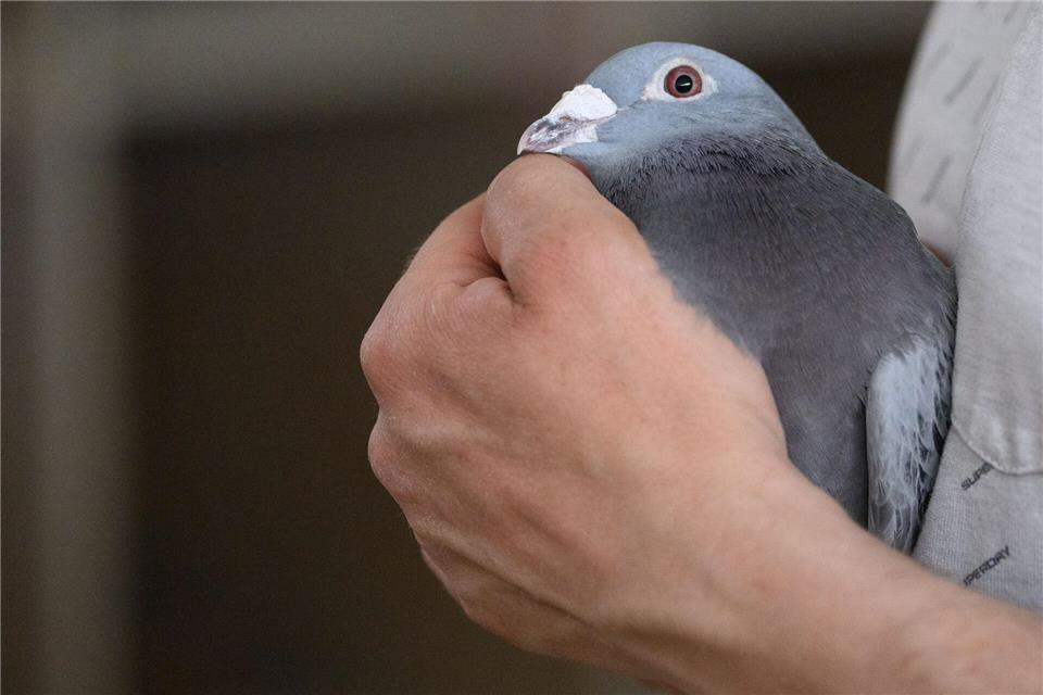 Von den Tauben fehlte zunächst jede Spur. (Symbolbild)Robert Michael/dpa