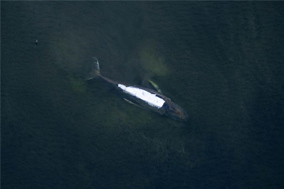 Von einem Flugzeug aus sind der Buckelwal und die Tücher auf seinem Rücken gut zu sehen. Stefan Sauer/dpa