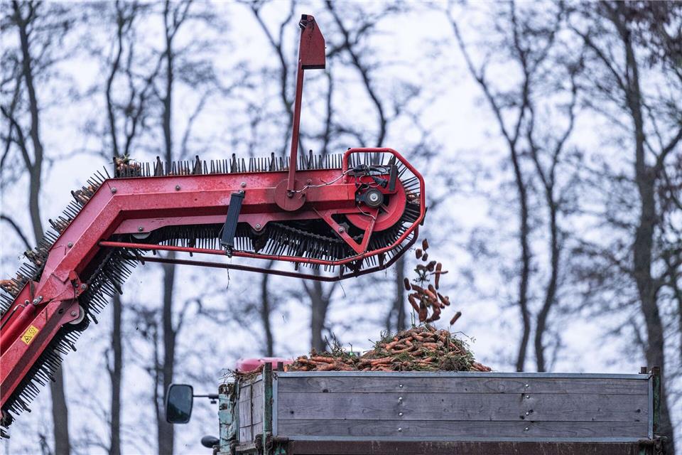 Von einem Landwirt werden die letzten Karotten mit einem Möhrenroder vom Feld geerntet. (Archivbild)Guido Kirchner/dpa