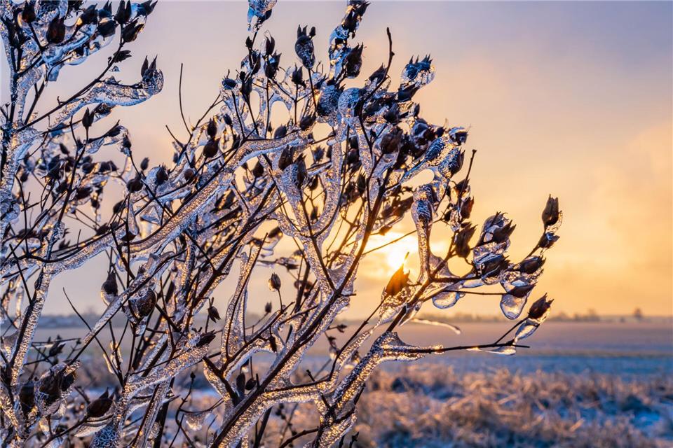 Von einer feinen Eisschicht überzogen, glitzern Pflanzen im warmen Gegenlicht des Sonnenuntergangs in Brandenburg.Patrick Pleul/dpa