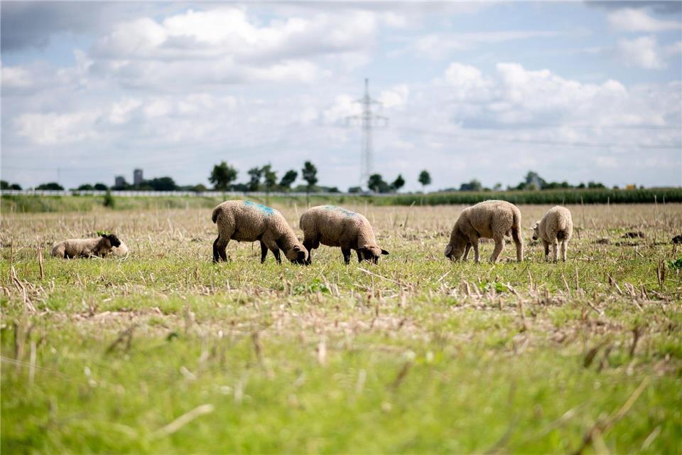 Von einer umzäunten Wiese wurden zwei Schafe entwendet. (Symbolbild)Hauke-Christian Dittrich/dpa