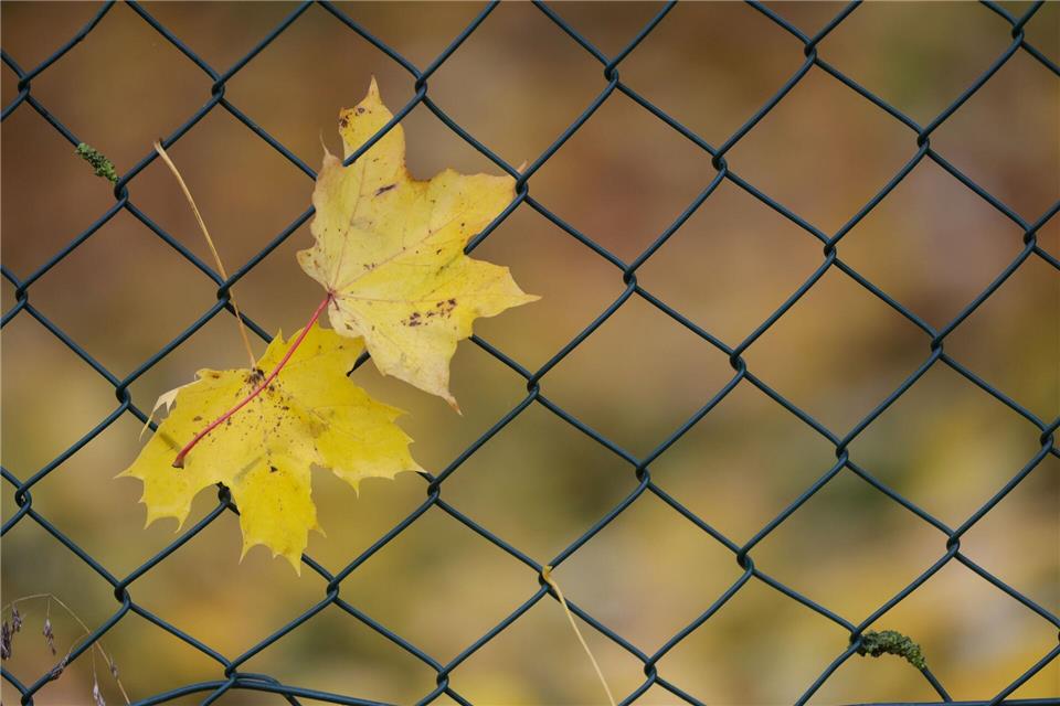 Von gelb bis golden: Zwischen Nebel und Sonne klettern die Temperaturen bis 17 Grad.Thomas Warnack/dpa