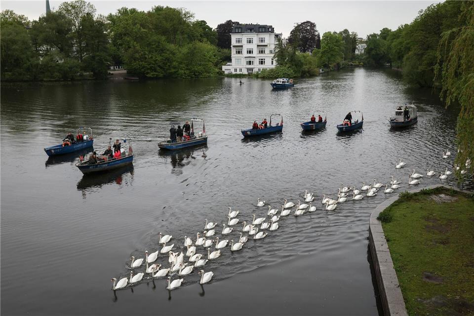 Von mehreren Booten begleitet schwammen die Tiere bis zur Außenalster. Christian Charisius/dpa