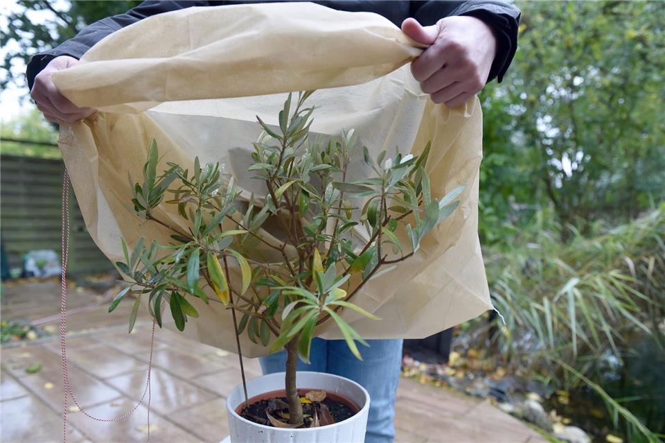 Olivenbaum: 7 Tipps fr den Urlaubstraum im eigenen Garten