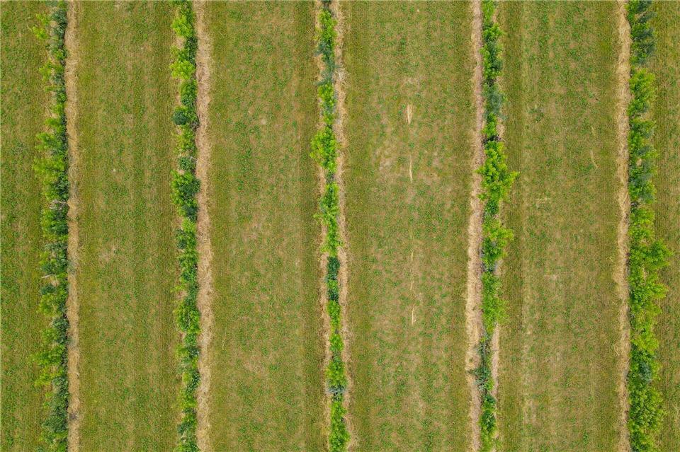 Vor Jahren schon hat der Öko-Landwirt Benedikt Bösel im Landkreis Oder-Spree Agroforst-Flächen angelegt. (Archivbild)  Patrick Pleul/dpa