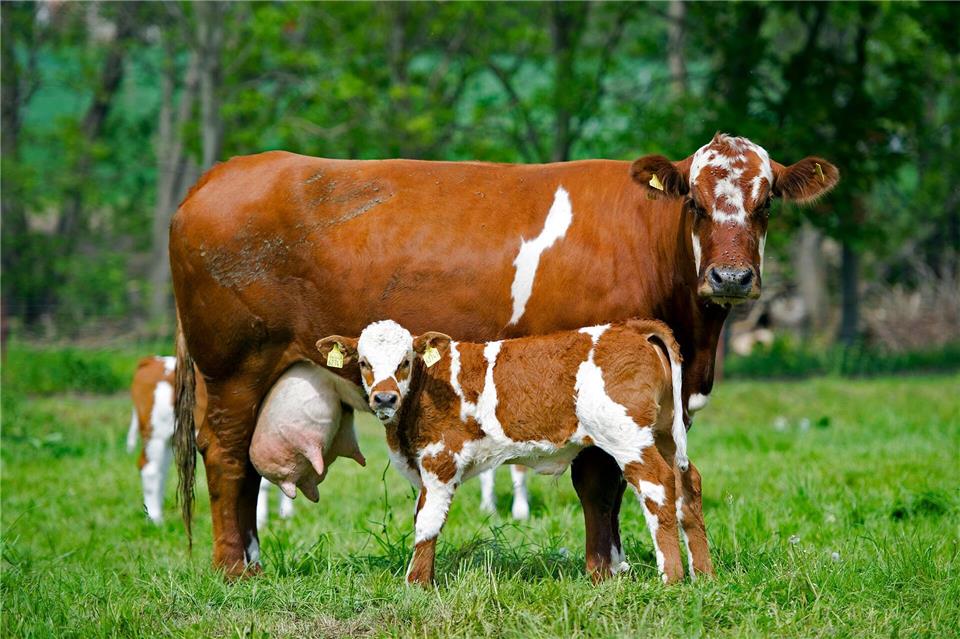 Vor Mutterkühen mit Kälbern sollten Wanderer besonders viel Abstand halten - insbesondere, wenn Hunde dabei sind.Arno Burgi/dpa-Zentralbild/dpa-tmn