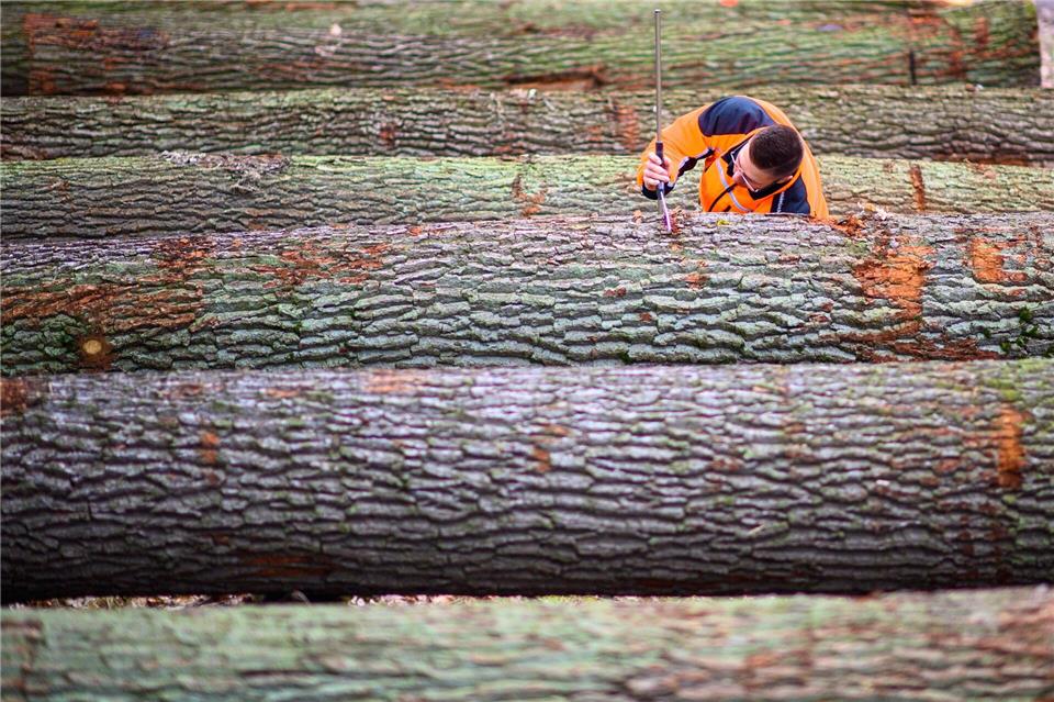 Vor allem Eichenholz wurde im Haus des Waldes auf Schloss Hundisburg versteigert. (Symbolbild)Klaus-Dietmar Gabbert/dpa