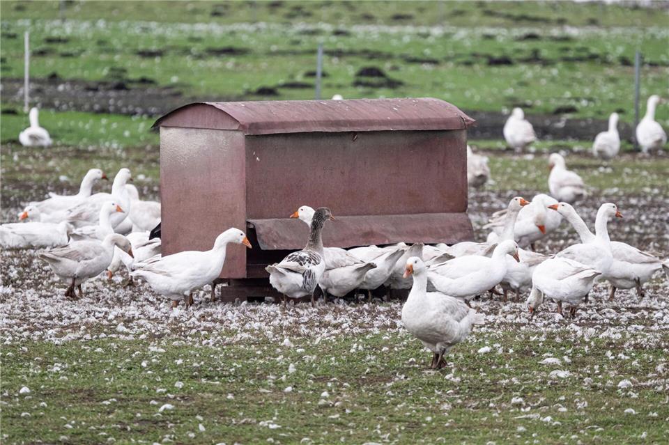 Vor allem Enten, Puten, Gänse und Masthühner mussten gekeult werden. (Archivbild)Fabian Sommer/dpa