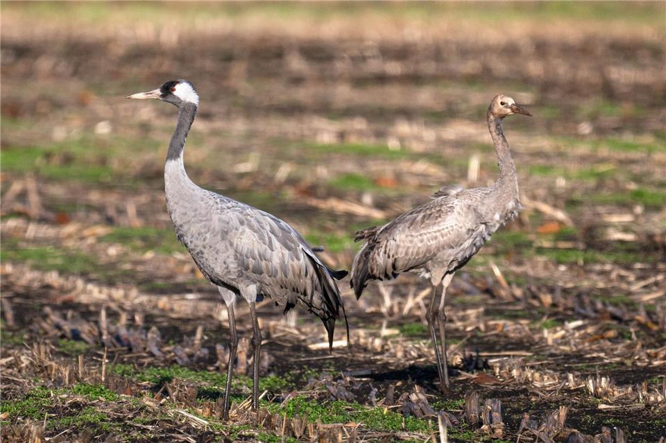 Vogelgrippe: Auch Hausgeflügel betroffen  Vor allem bei Wildvögeln wird die Vogelgrippe nachgewiesen. (Archivbild)Sina Schuldt/dpa